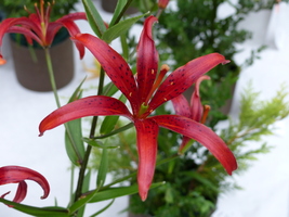 Foto: Dr. Peter Müller